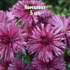 Саженцы Хризантемы Бузков Ёжик - 5 шт.: фото и описание