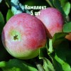 Яблоня Министр Киселёв - 5 шт.: фото и описание