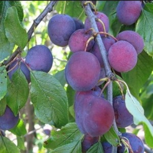 Слива Мирная