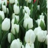 Тюльпан Вайт Династия (Dynasty): фото и описание